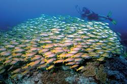 Zanzibar Scuba Diving Holiday. Shoals blue striped snapper.